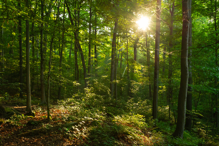 The sacred inheritance